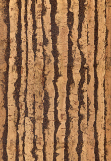 13mm Tiger cork click flooring